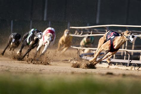 track info greyhounds|US Greyhound Racing Tracks.